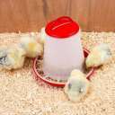 Hranitoare pasari W6 ( PID-m7d1m4hl ) [photo_02]