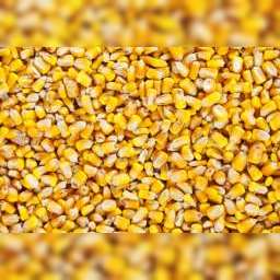 Porumb ( PID-5JEF6BCIH14 ) [photo_00]