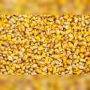 Porumb ( PID-5JEF6BCIH14 ) [photo_00]