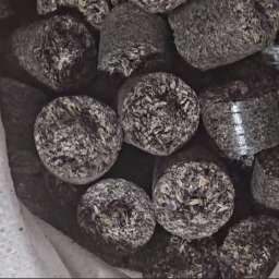 Macuc Brichetat (animale)  ( PID-5JE7D5MJT2S ) [photo_00]